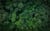 aerial-top-view-of-green-trees-in-forest-drone-view-of-dense-green-tree-captures-co2-green.jpg?s=1024x1024&w=is&k=20&c=5dUJsCtvCO7kshOfUafX9wCijueoJSfG2nZ52rx11Xw=